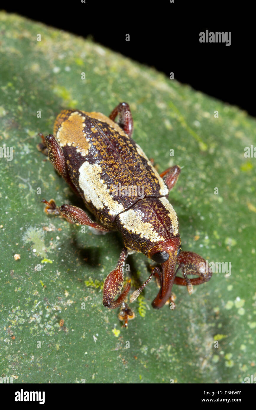 Weevil (family Curculionidae) on a rainforest leaf, Ecuador Stock Photo
