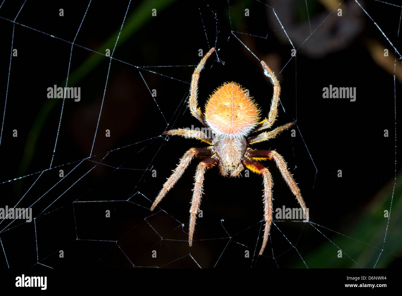 Tropical orb-web spider Stock Photo