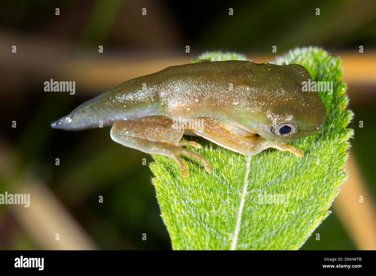 Amphibian metamorphosis - Tadpole changing into a frog above a rainforest pool in Ecuador Stock Photo