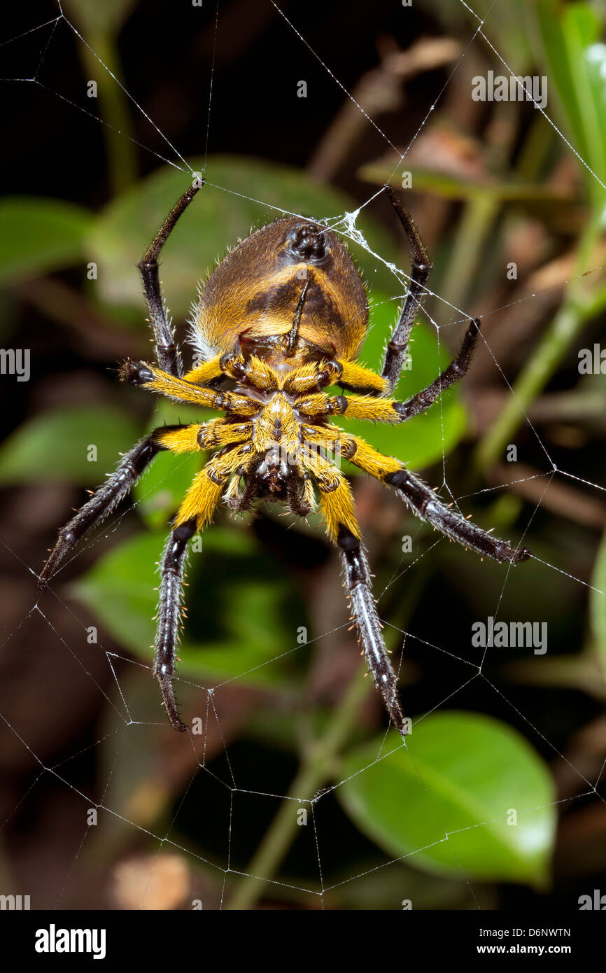 Spider making a web in the rainforest understory, Ecuador Stock Photo