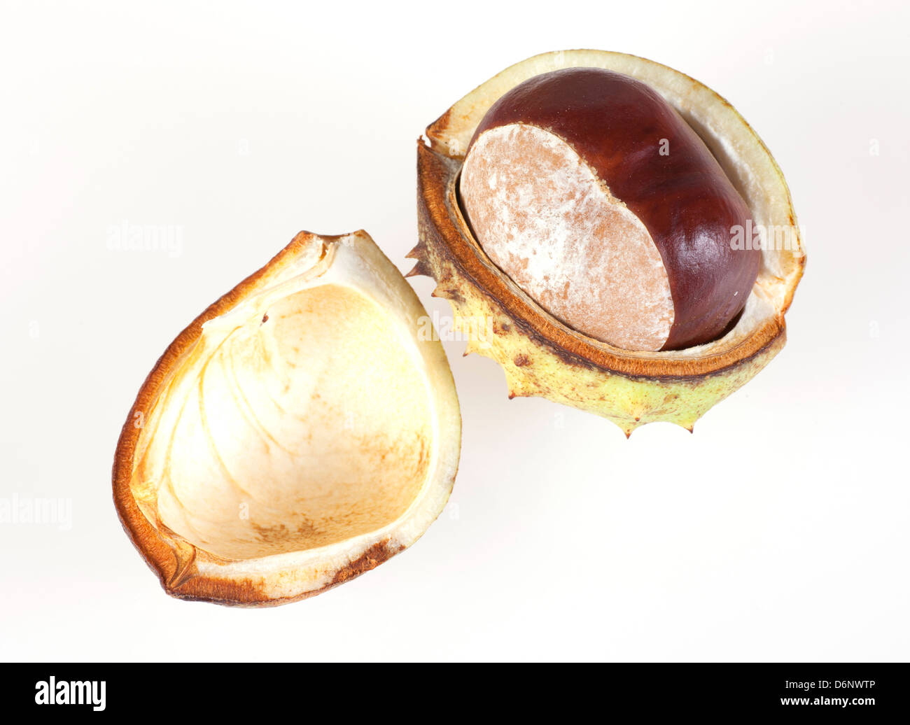 Berlin, Germany, nut fruit of the horse chestnut Stock Photo Alamy