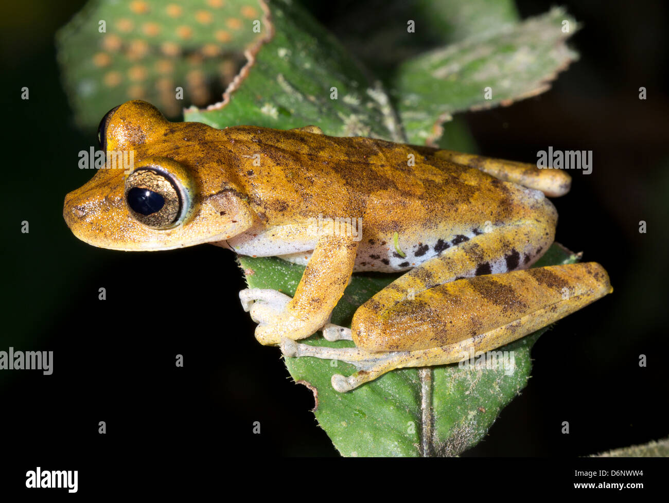 Gunther's Banded Treefrog (Hypsiboas fasciatus) Stock Photo