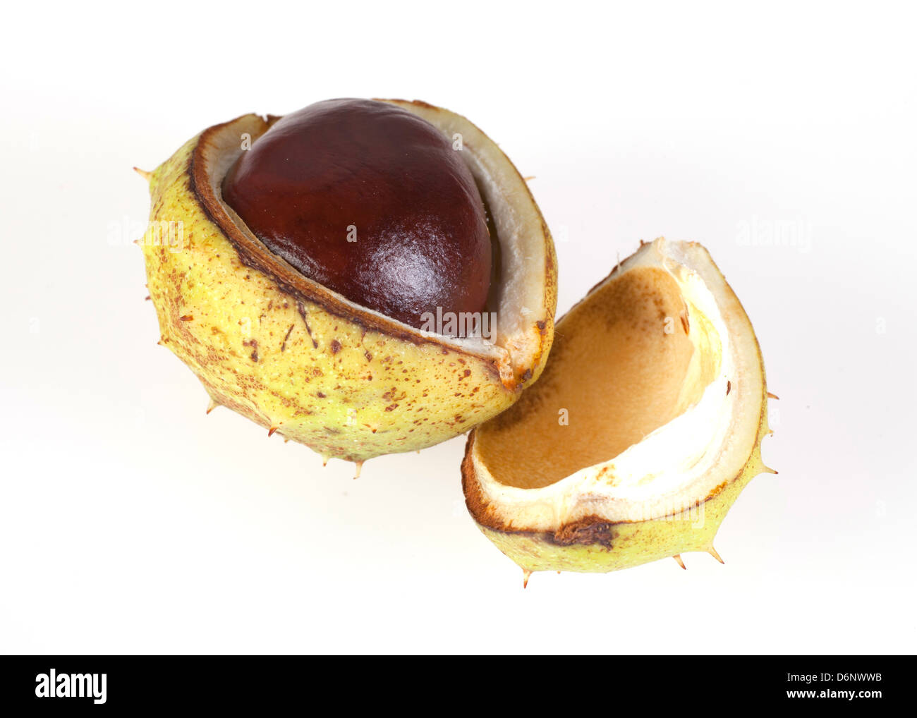 Berlin, Germany, nut fruit of the horse chestnut Stock Photo Alamy