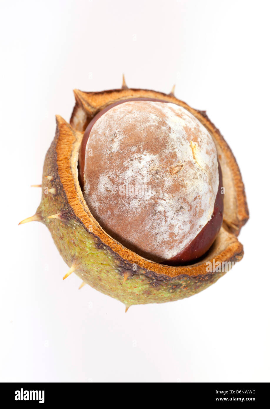 Berlin, Germany, nut fruit of the horse chestnut Stock Photo Alamy