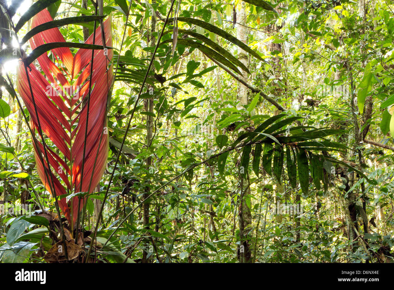 New red leaf emerging from an understory palm in primary tropical rainforest, Ecuador Stock Photo