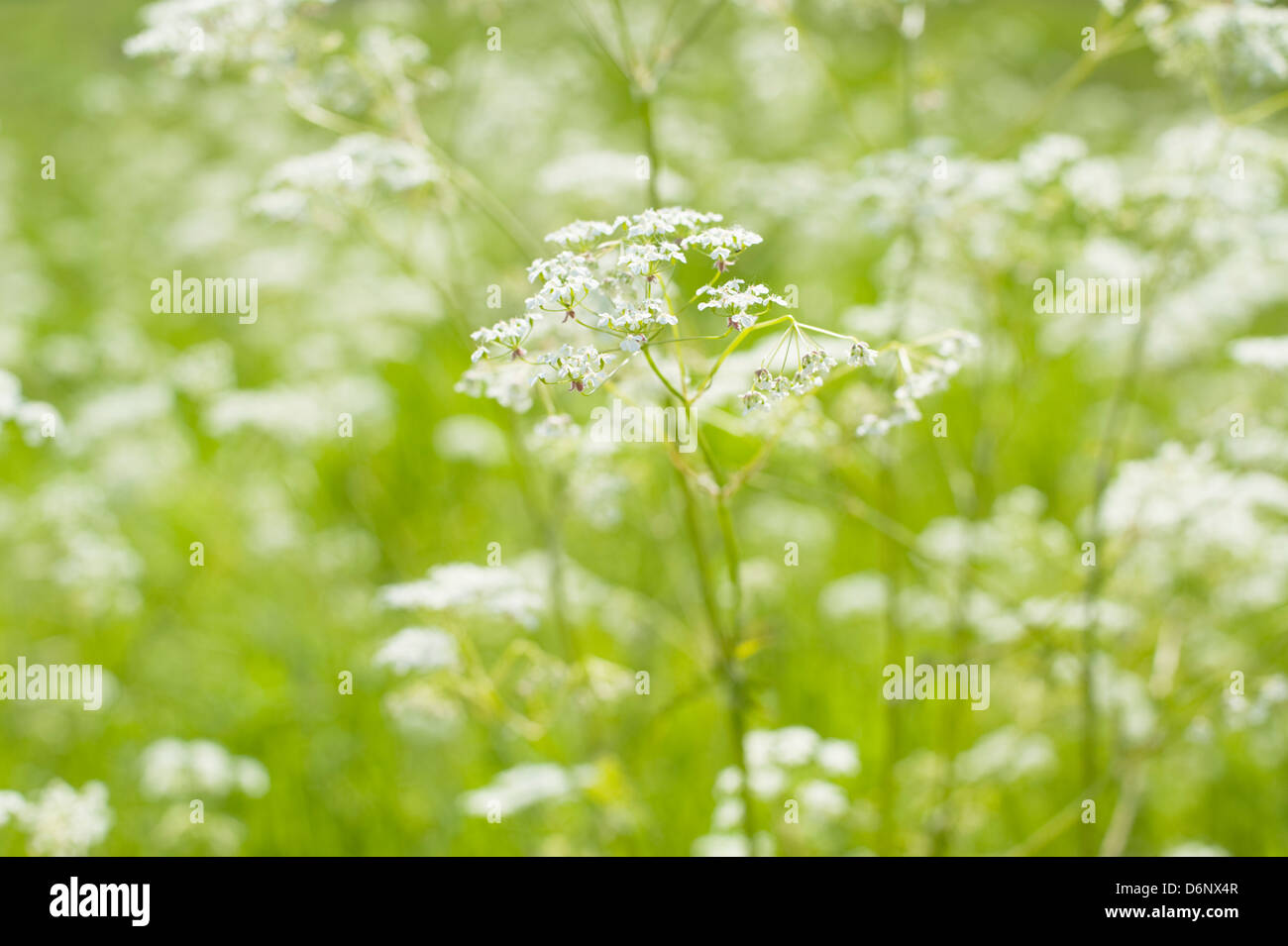 Cow Parsley (Anthriscus sylvestris) blooming in a meadow on a sunny spring day. Stock Photo