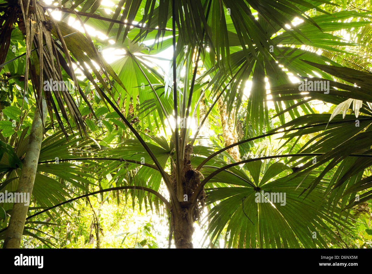 Backlit palm tree in tropical rainforest, Ecuador Stock Photo