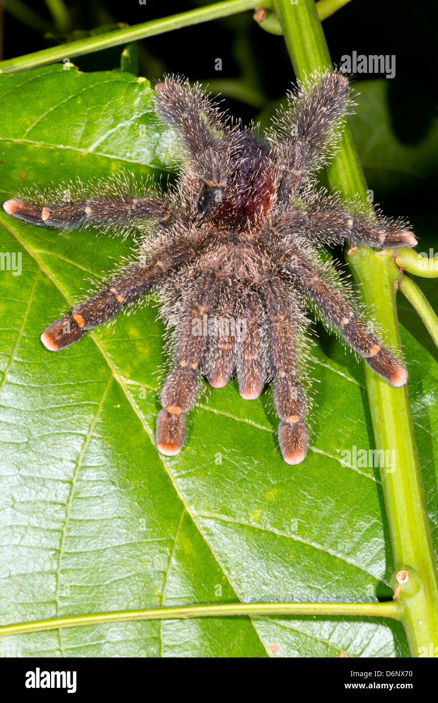 Rainforest tarantula hi-res stock photography and images - Alamy
