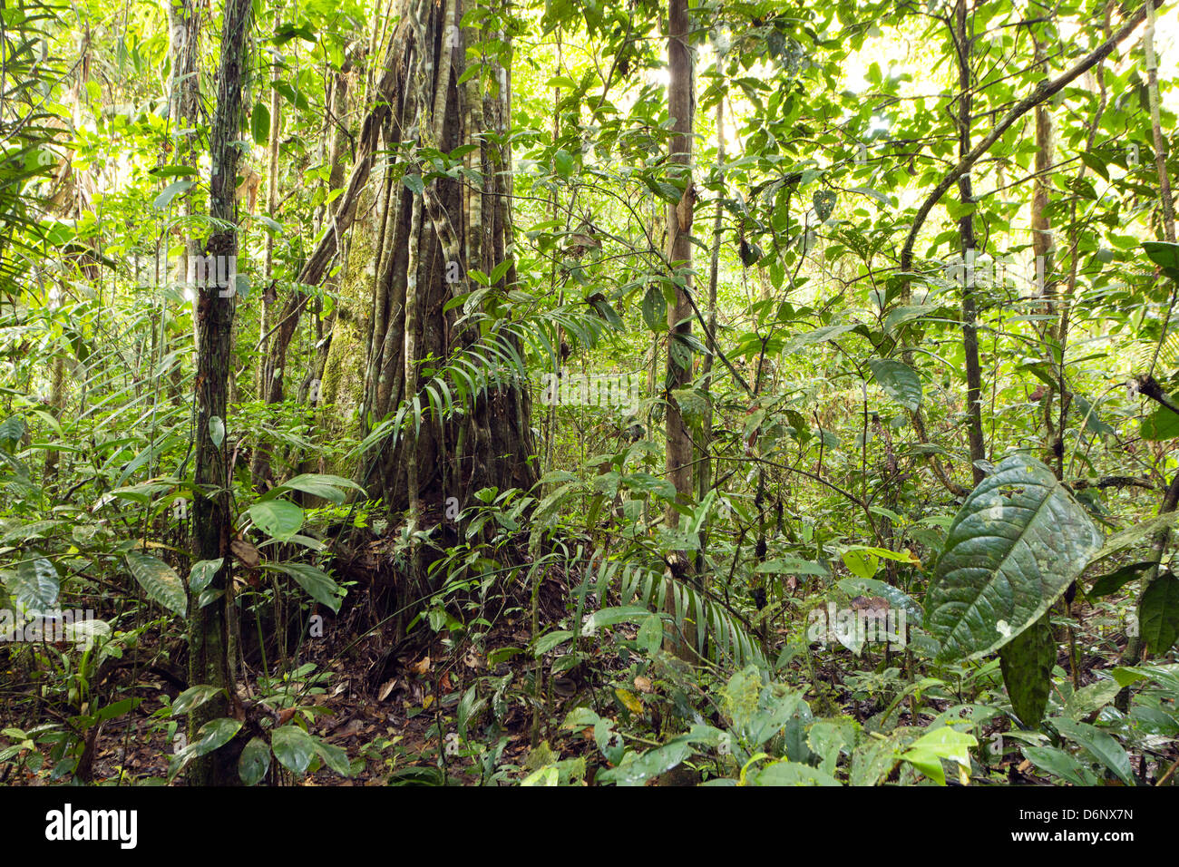 Large rainforest tree hung with monkey ladder liana (Bauhinia sp.), Ecuador Stock Photo