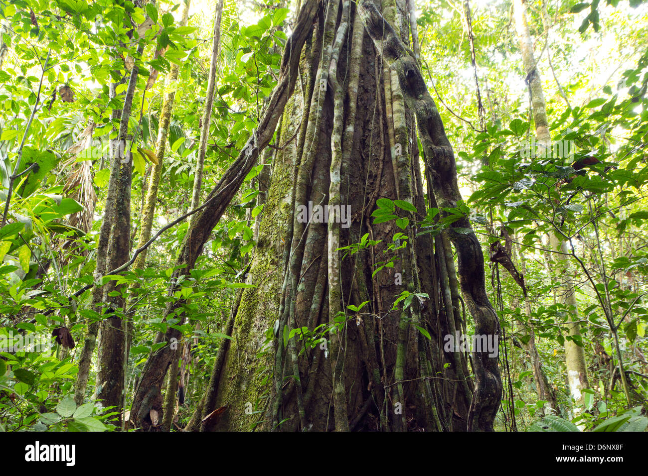 Large rainforest tree hung with monkey ladder liana (Bauhinia sp.), Ecuador Stock Photo