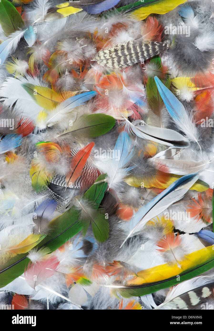 Tropical Australian bird feathers pattern Stock Photo