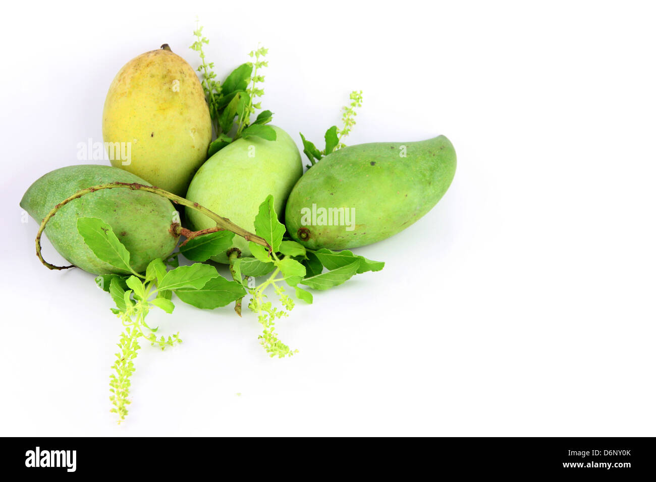 The Ripe mangoes are in the yellow color,on white Background. Stock Photo