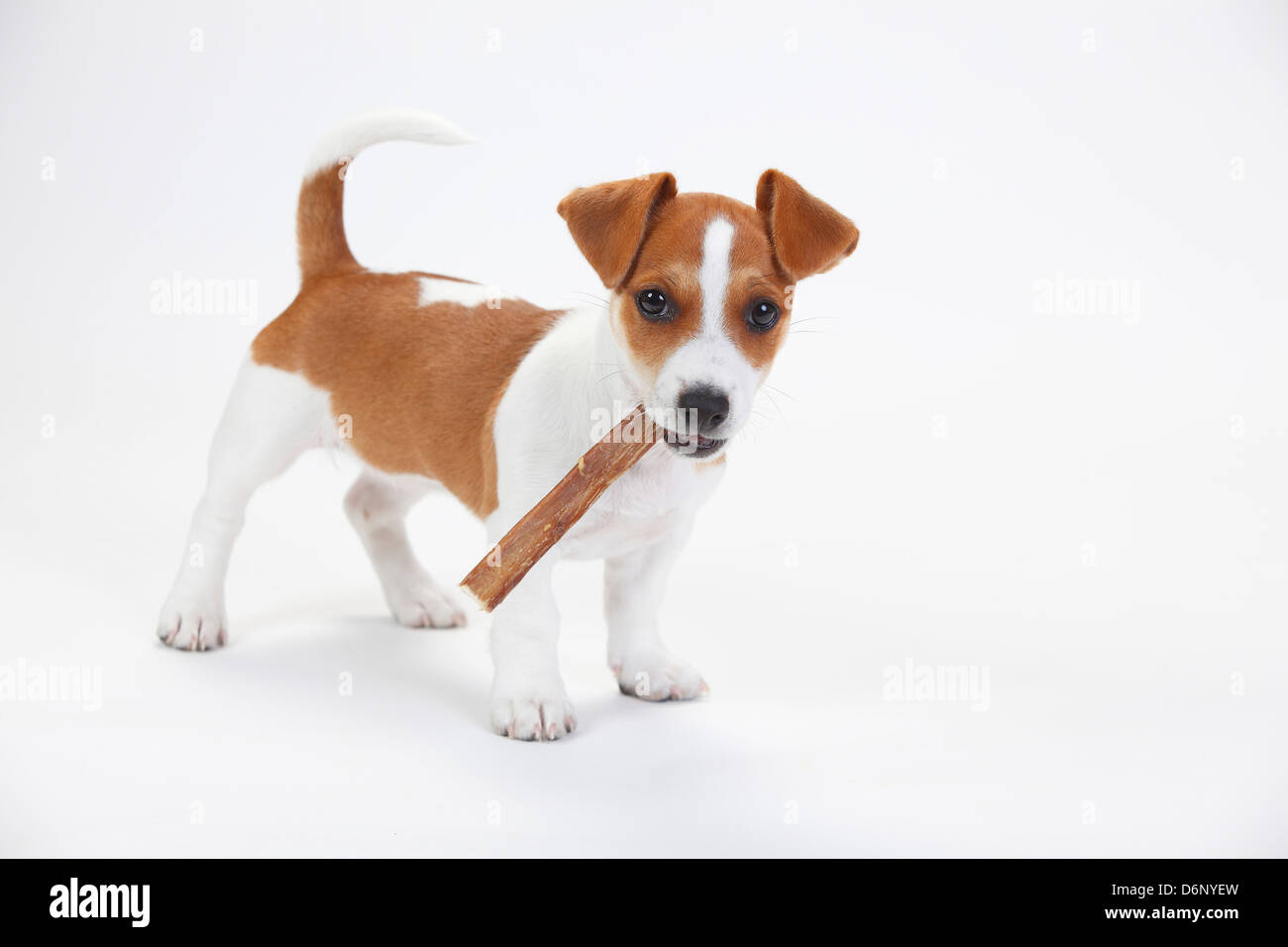 Jack Russell Terrier, puppy, 9 weeks / rawhide bone Stock Photo Alamy