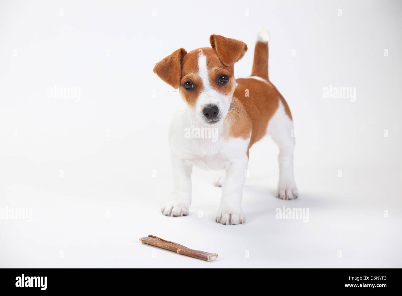 rawhide puppy age