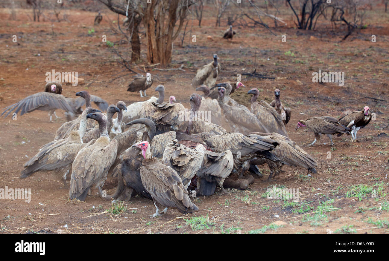 Hooded and White-Backed Vultures at a Wildebeest kill in the Kruger National Park, South Africa. Stock Photo