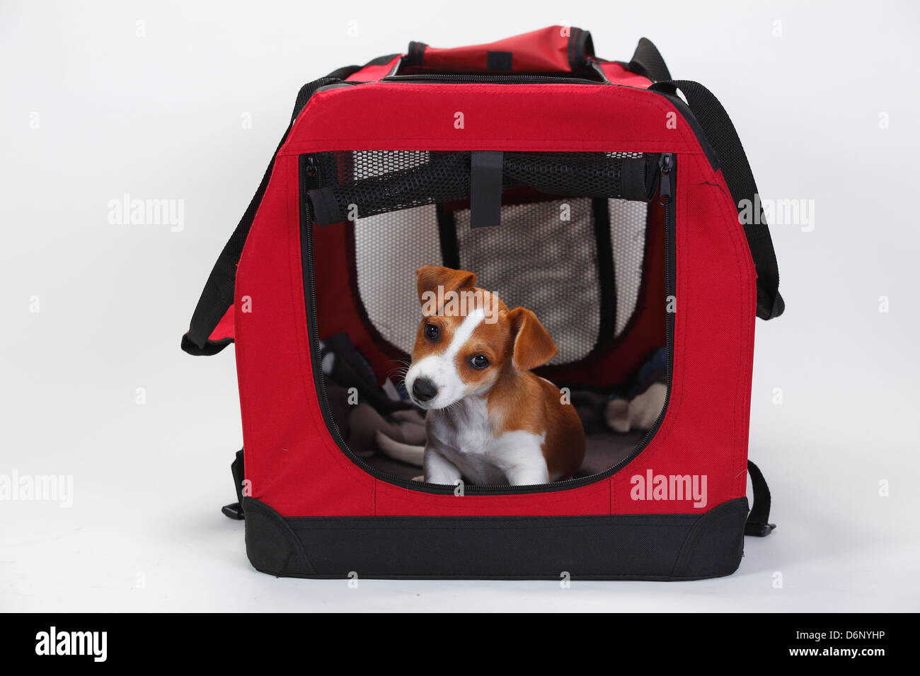 Jack Russell Terrier, puppy, 9 weeks, in open kennel Stock Photo Alamy