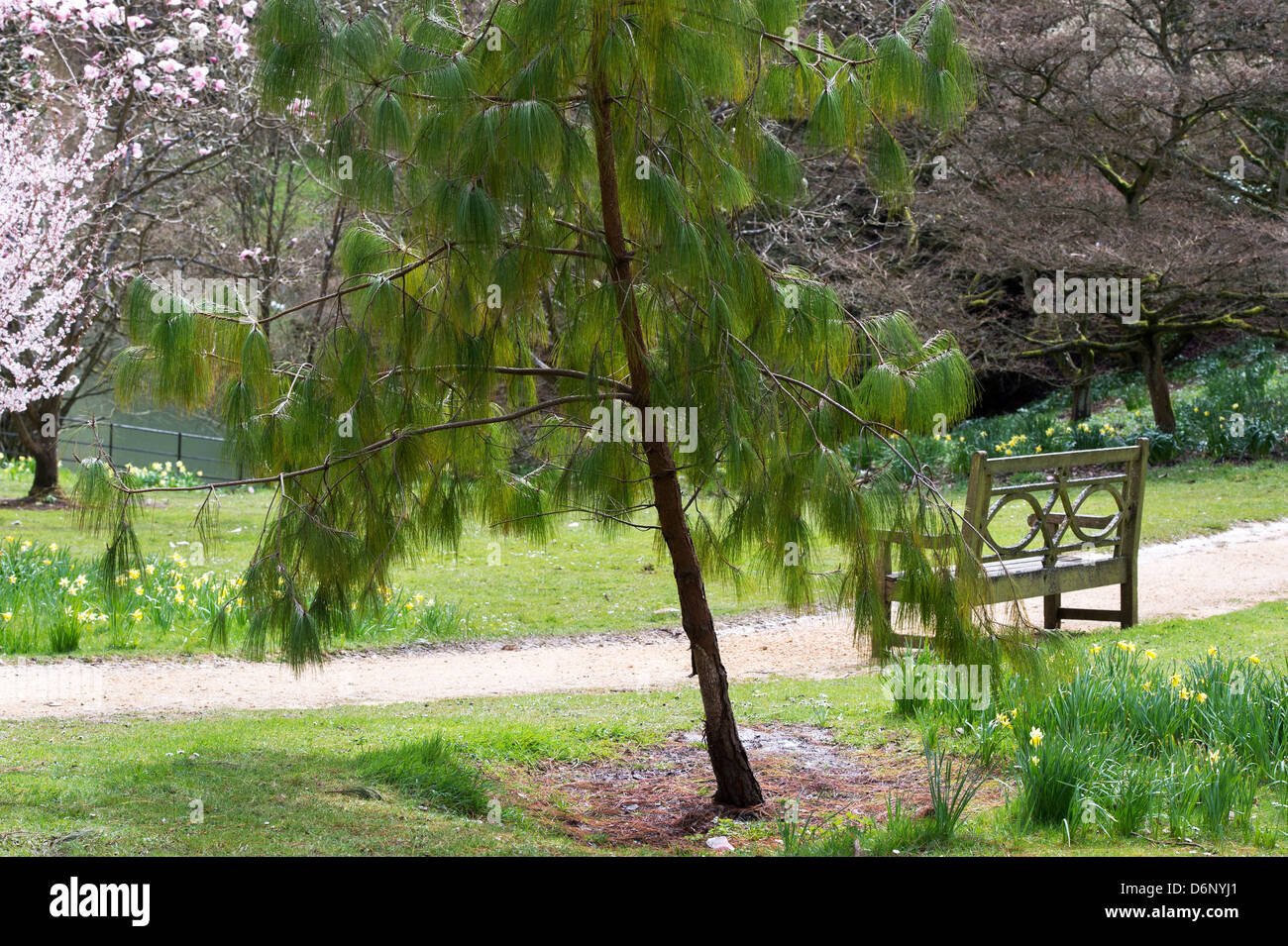 Jelicote pine. Mexican Weeping Pine and pathway at Batsford Arboretum, Gloucestershire, England Stock Photo