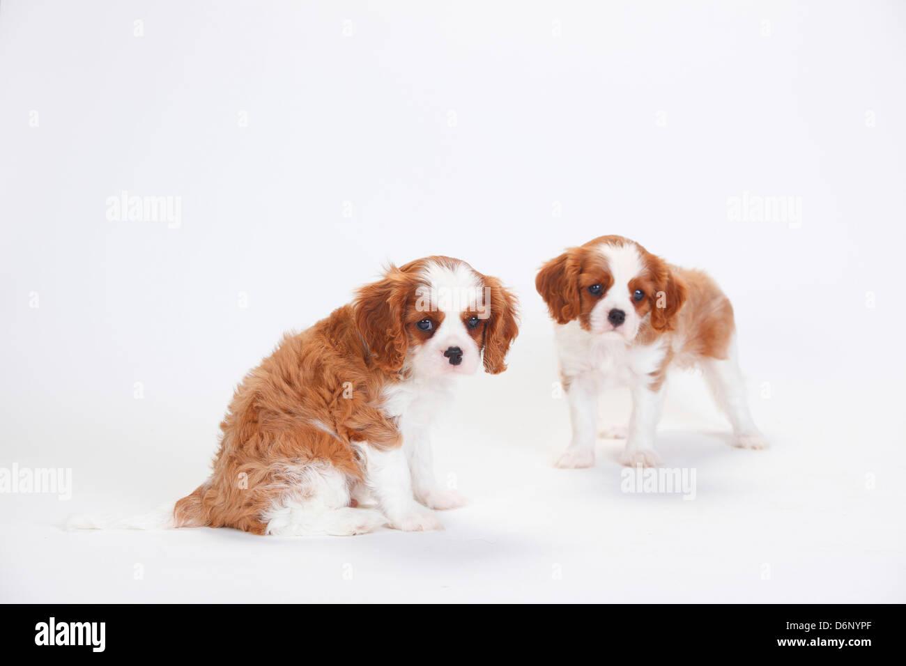 Cavalier King Charles Spaniel, puppies, blenheim Cavalier King Charles Spaniel, Welpen