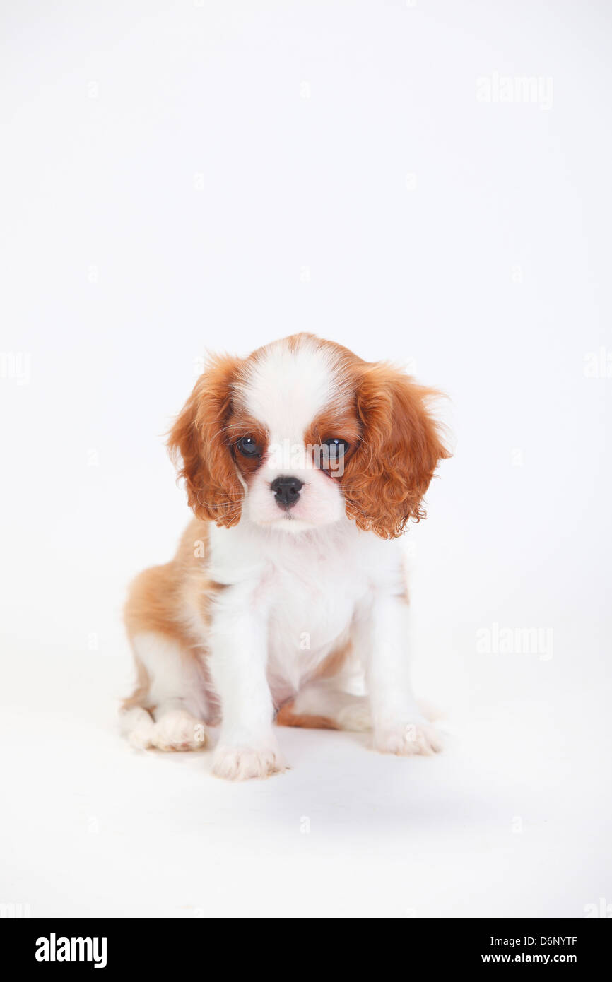 Cavalier King Charles Spaniel, puppy, blenheim Cavalier King Charles