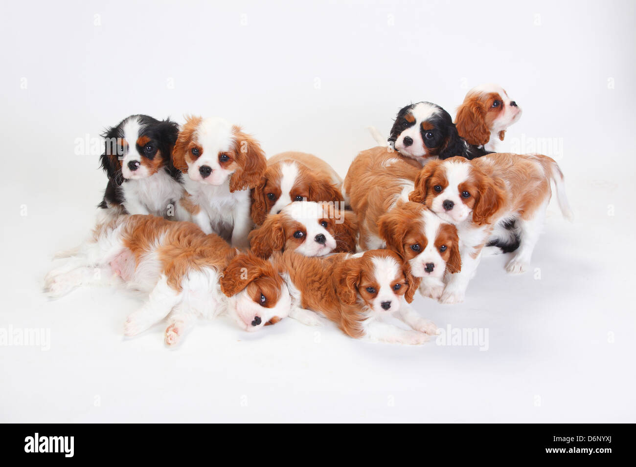 Cavalier King Charles Spaniel, puppies, tricolour and blenheim Cavalier King Charles Spaniel