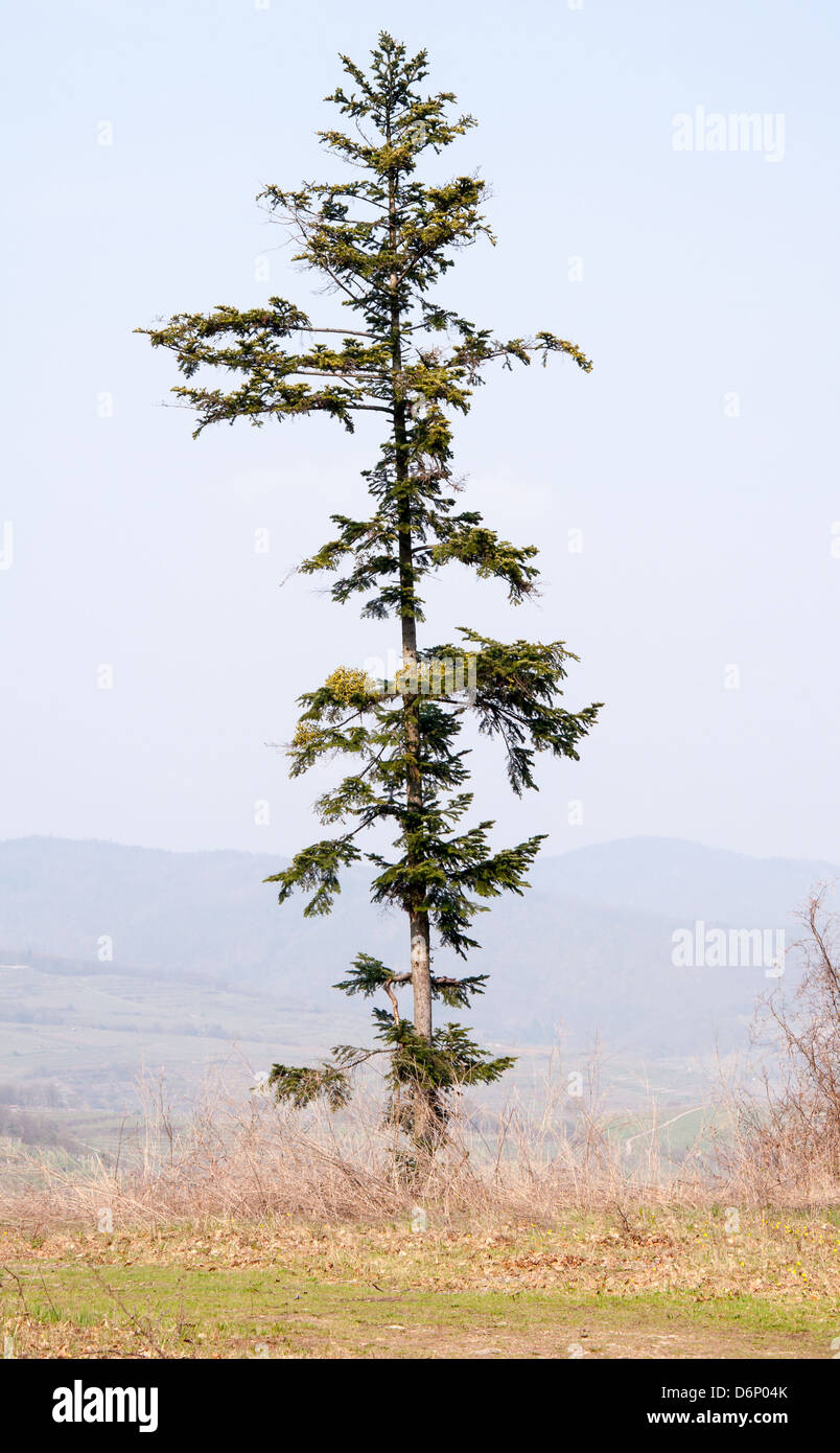 lone pine tree against blue sky with hills in the background Stock Photo