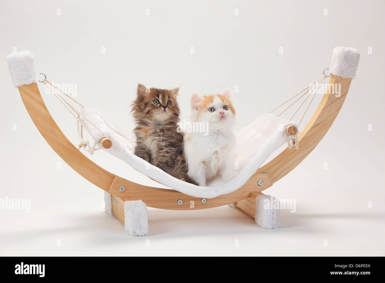 Black mackerel torbie hires stock photography and images Alamy