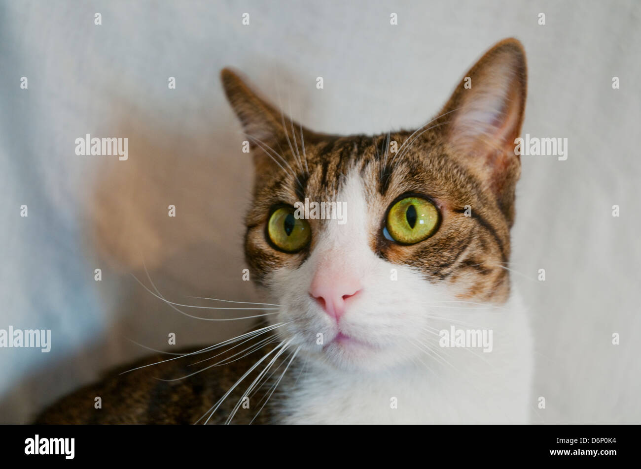 Tabby and white cat looking at the camera. Close view. Stock Photo