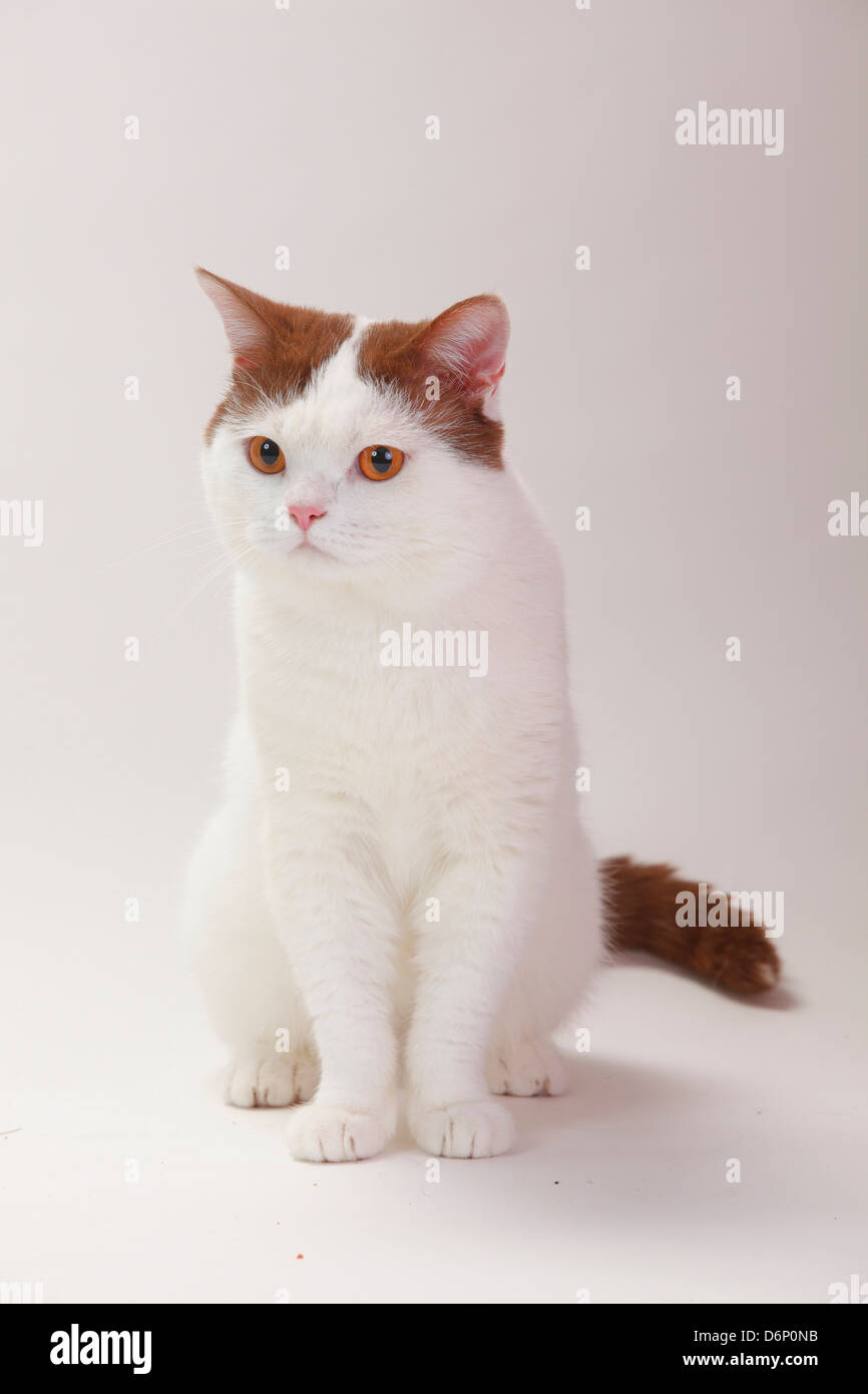 British Shorthair Cat, tomcat, cinnamon 