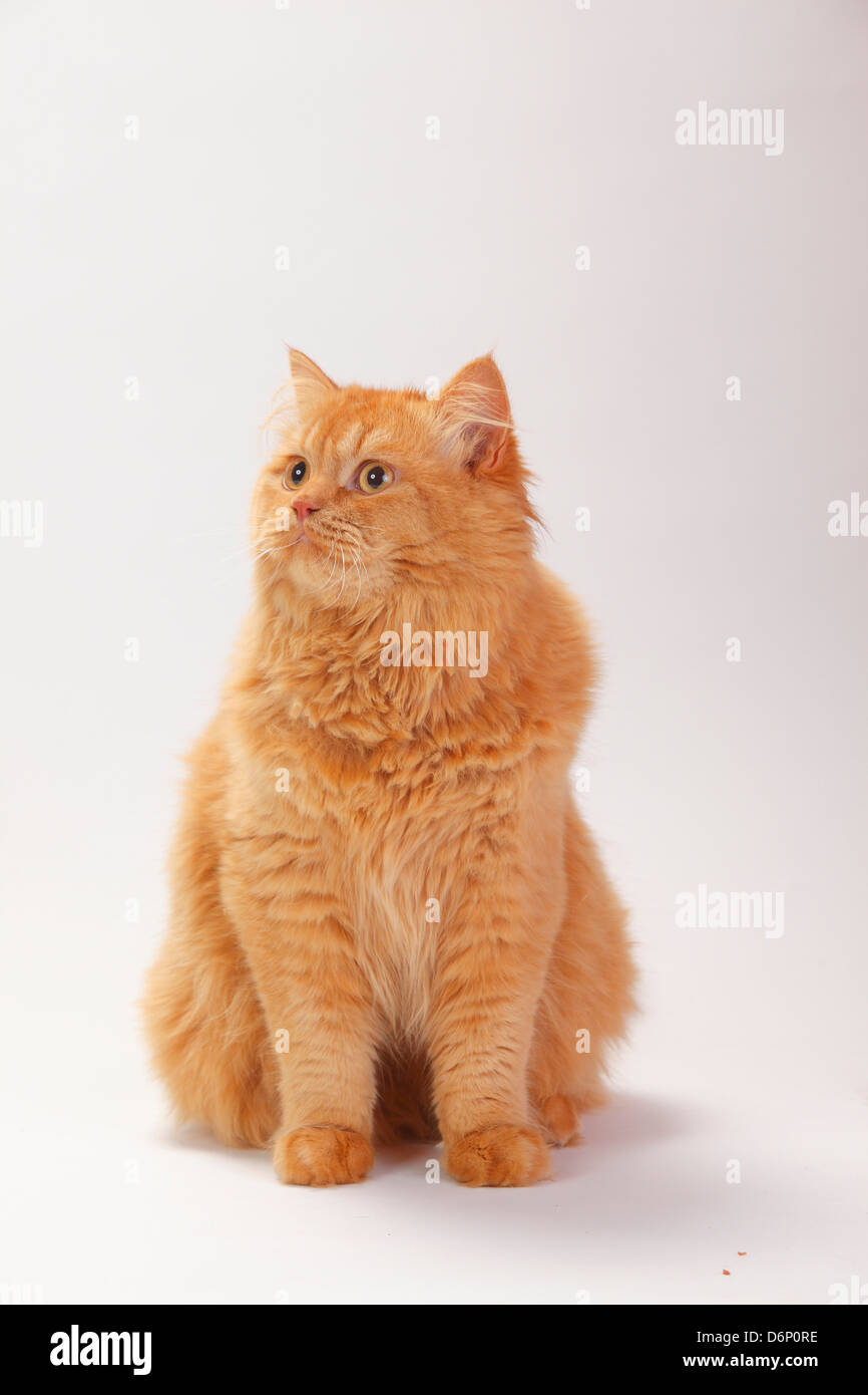 British Longhair Cat, tomcat, ginger / Highlander, Lowlander, Britanica Stock Photo