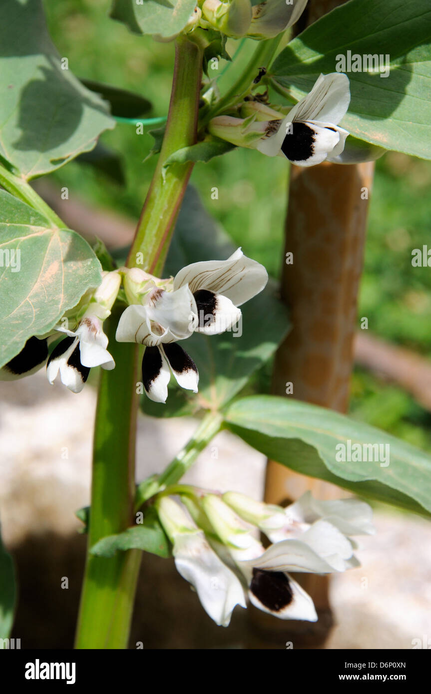 Broad bean plants in flower, Andalucia, Spain, Western Europe Stock
