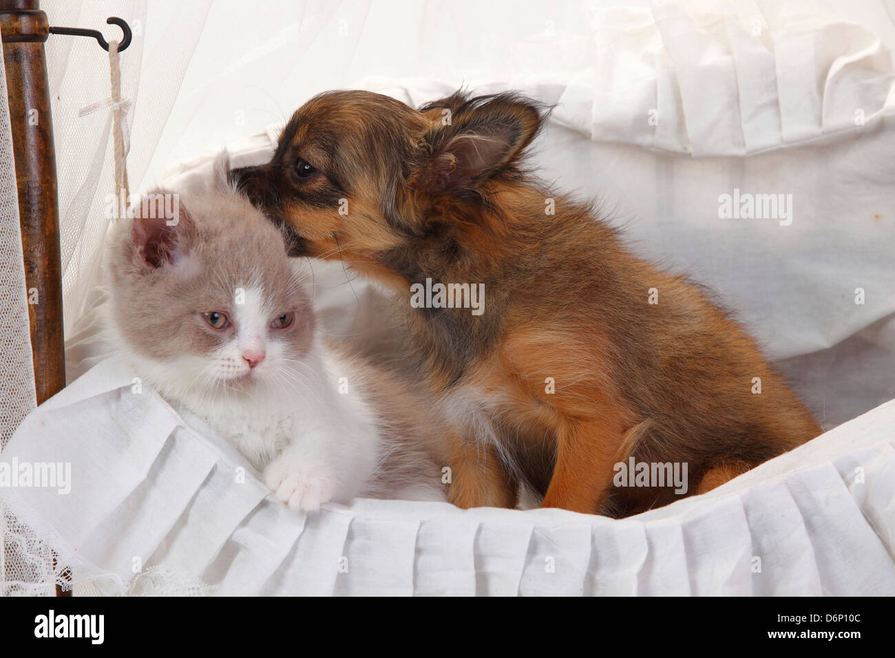 Chihuahua Puppy Longhaired 4 Months And British Longhair Cat