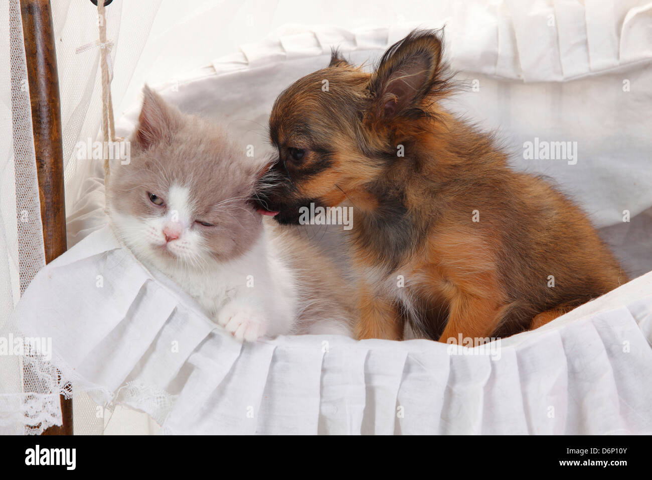 Chihuahua Puppy Longhaired 4 Months And British Longhair Cat