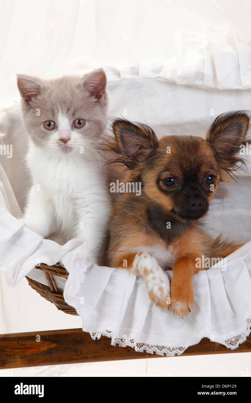 Chihuahua Puppy Longhaired 4 Months And British Longhair Cat