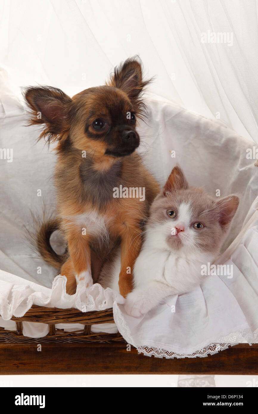 Chihuahua Puppy Longhaired 4 Months And British Longhair Cat