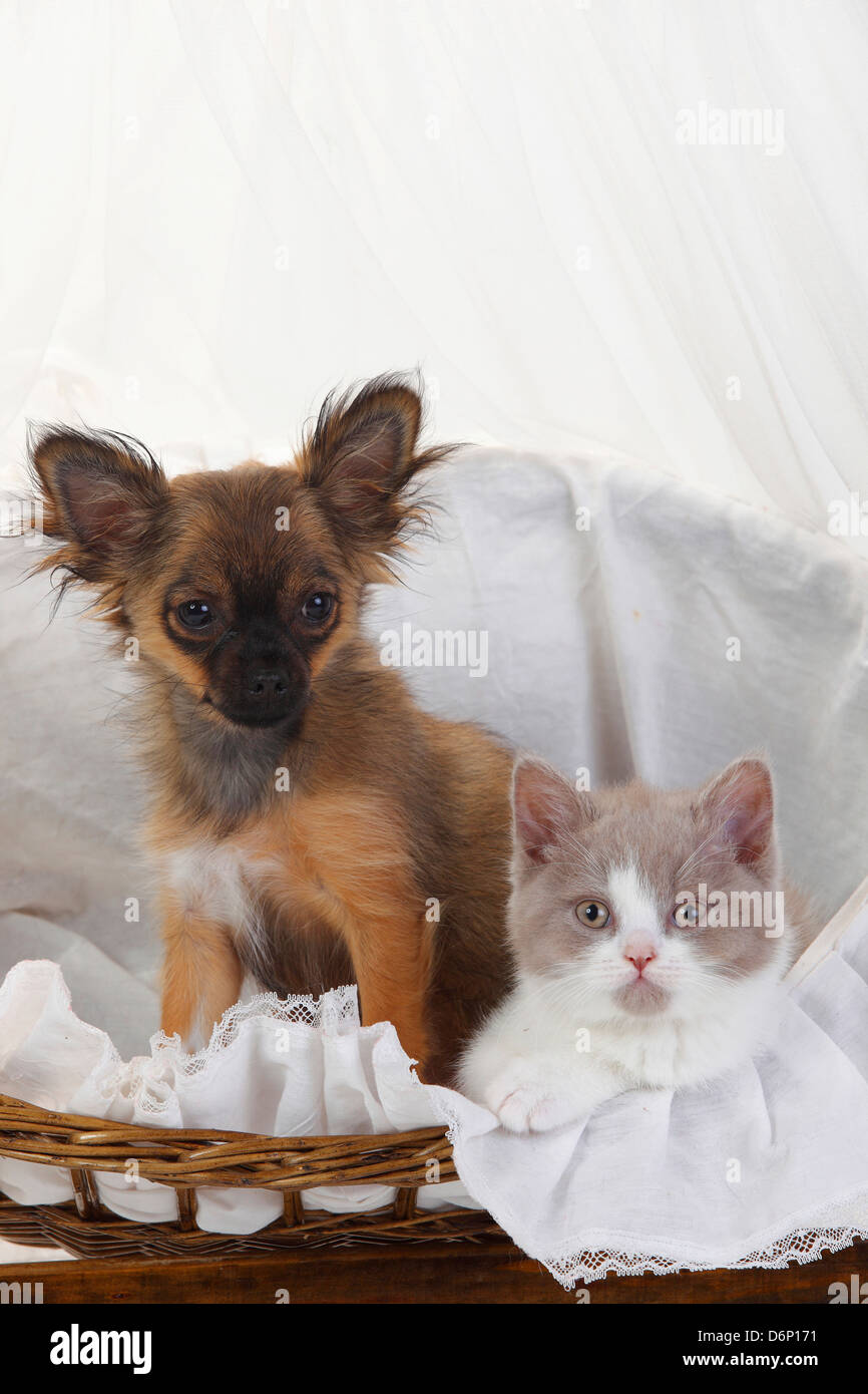 Chihuahua Puppy Longhaired 4 Months And British Longhair Cat