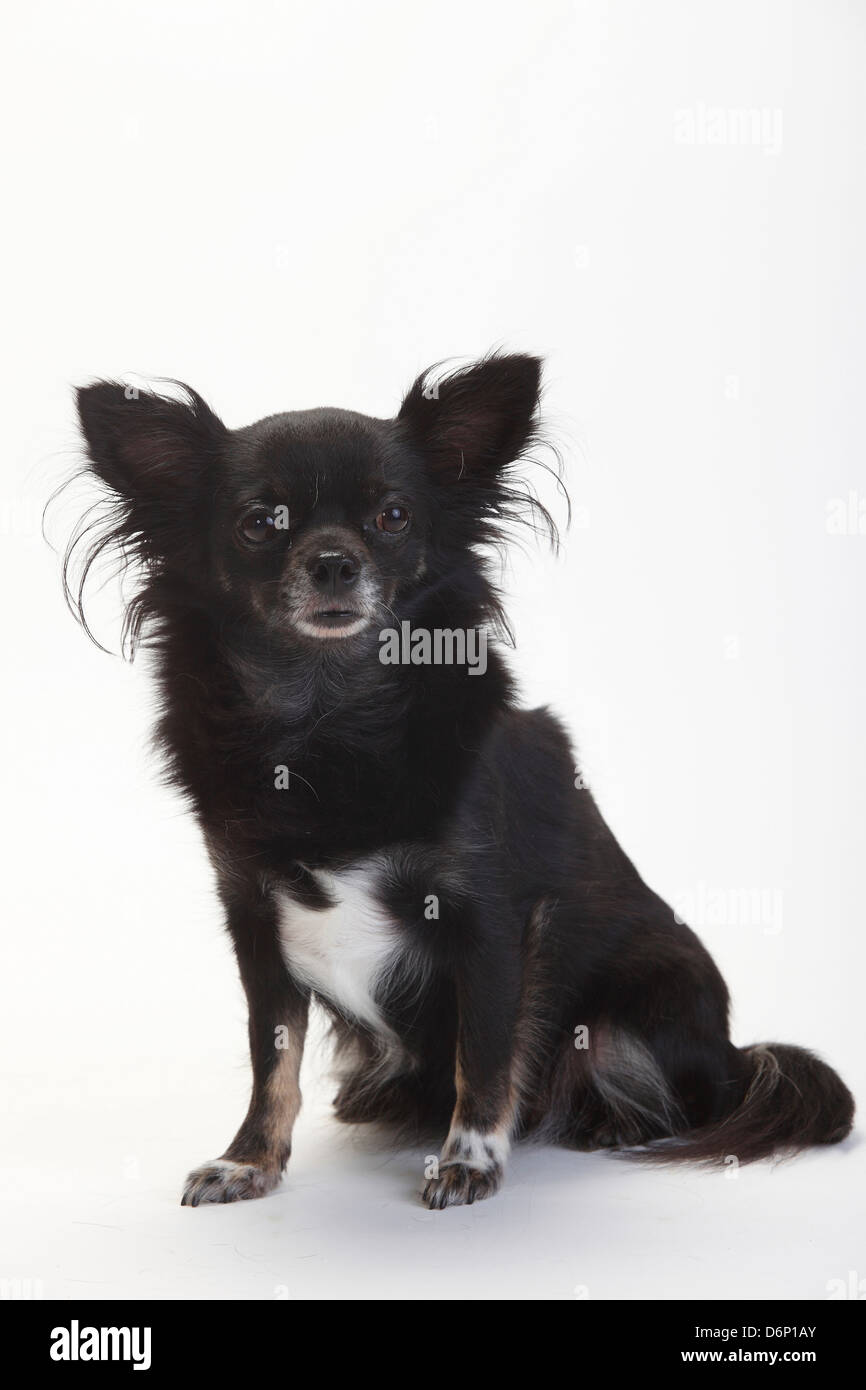 Chihuahua longhaired black brown chihuahua hi-res stock photography and  images - Alamy