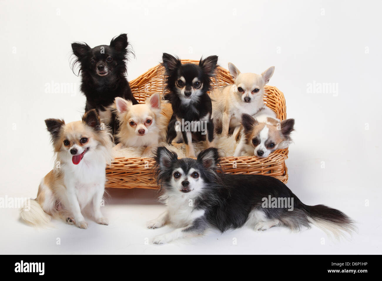 Chihuahuas, longhaired and short-haired |Chihuahuas, langhaarig und kurzhaarig / Sofa, Couch, Hundesofa Stock Photo