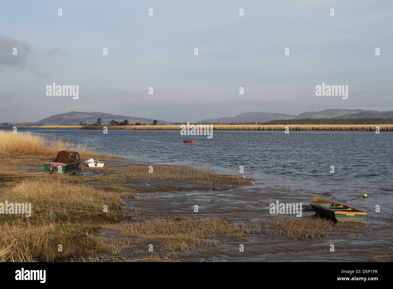 Reed beds in River Tay near Newburgh Scotland April 2013 Stock Photo
