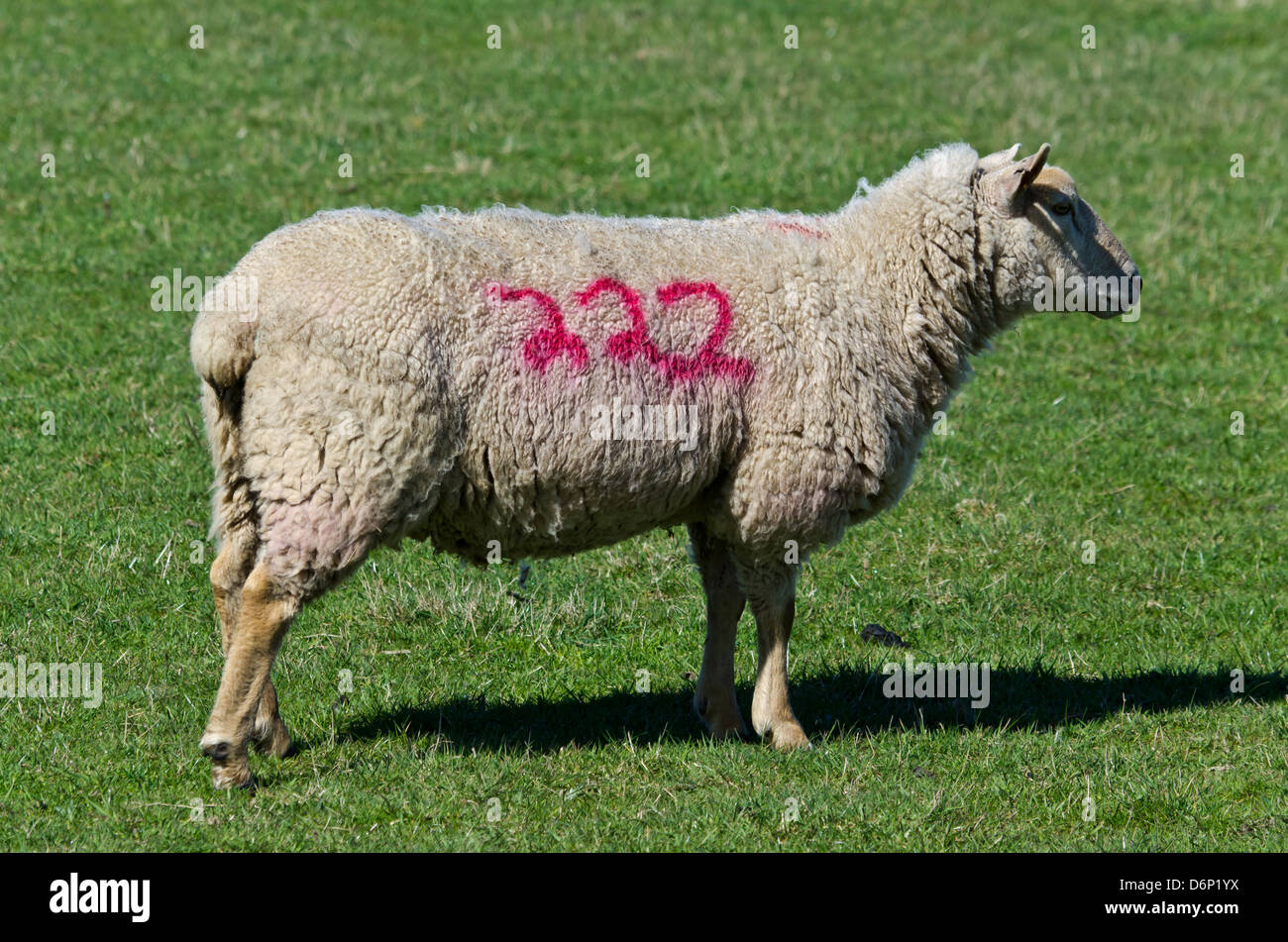 A sheep with a number on Stock Photo Alamy