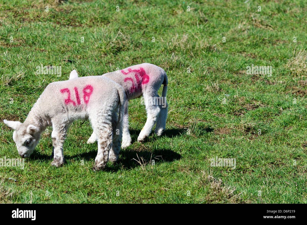 Two baby lambs eating Stock Photo Alamy