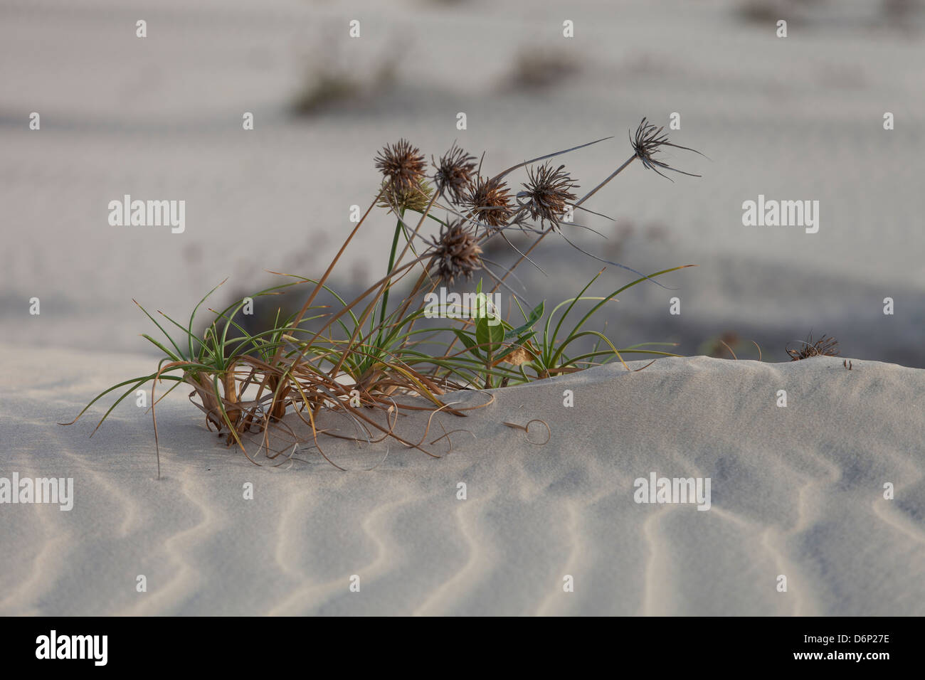 Plant life in a harsh environment Stock Photo Alamy