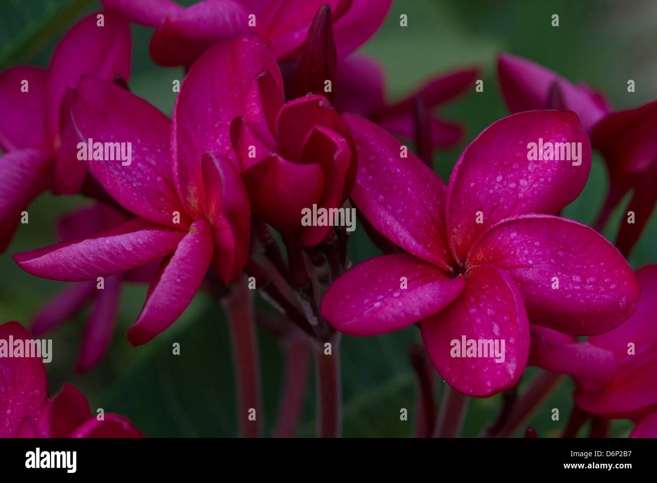 Singapore Frangipani High Resolution Stock Photography and Images Alamy