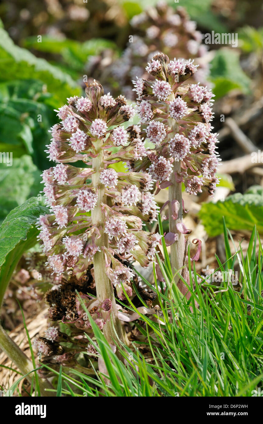 Two Butterbur Flowers - Petasites hybridus Common along canal banks ...