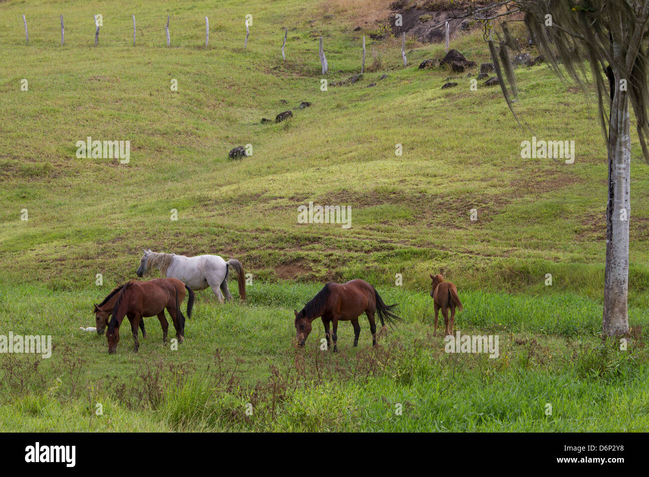 Ranch Horses Stock Photo