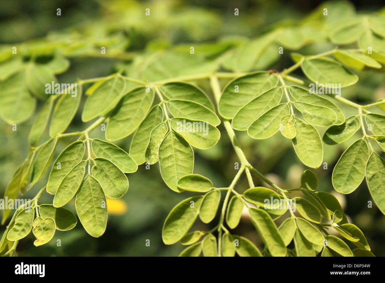 closeup shot of leaves of Moringa oleifera Stock Photo