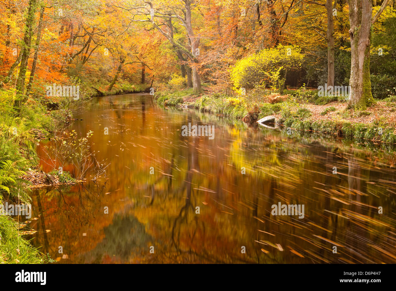 Autumn colours around the River Teign and Hannicombe Wood near to Fingle Bridge, Dartmoor National Park, Devon, England, UK Stock Photo