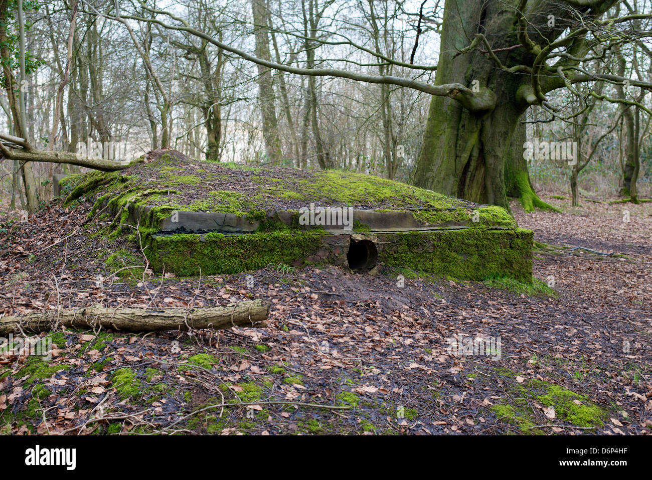 A military bunker Pillbox hidden in the undergrowth on Reigate Hill in