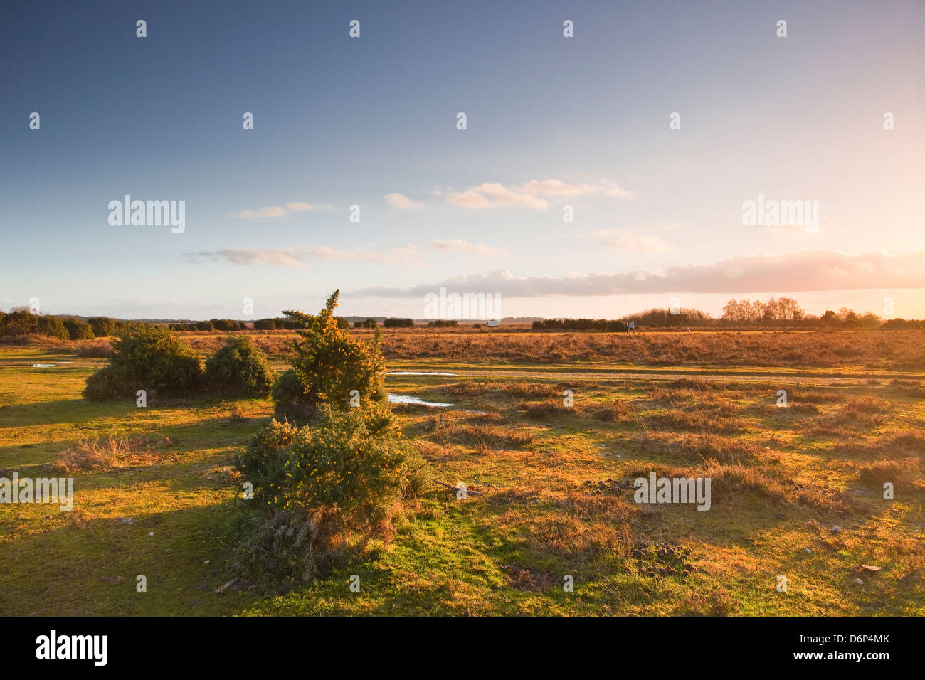 The heathland of the New Forest at the end of a winter's day, Hampshire, England, United Kingdom, Europe Stock Photo