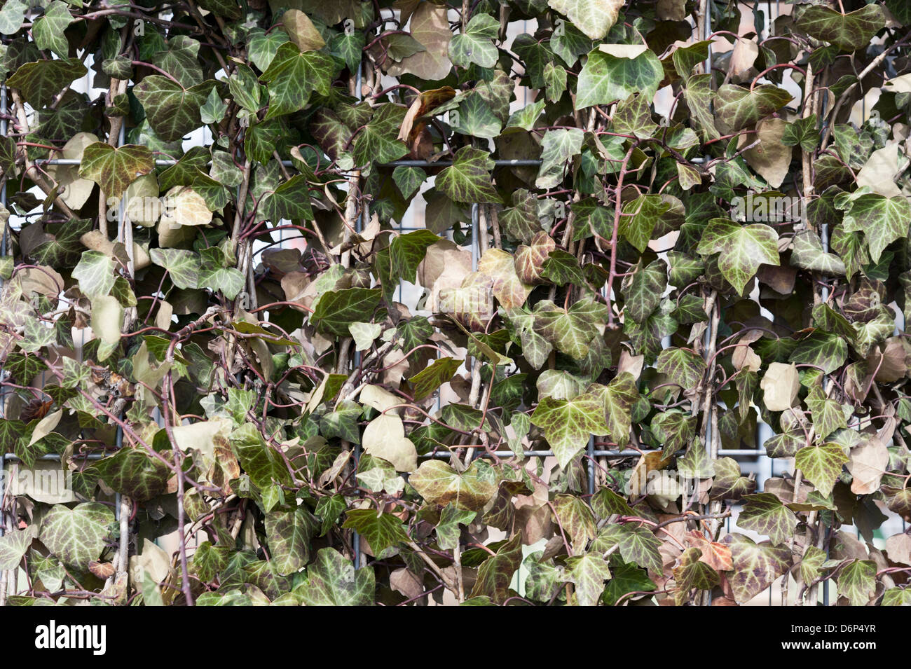 An Ivy fence growing on a wire frame panel. Stock Photo
