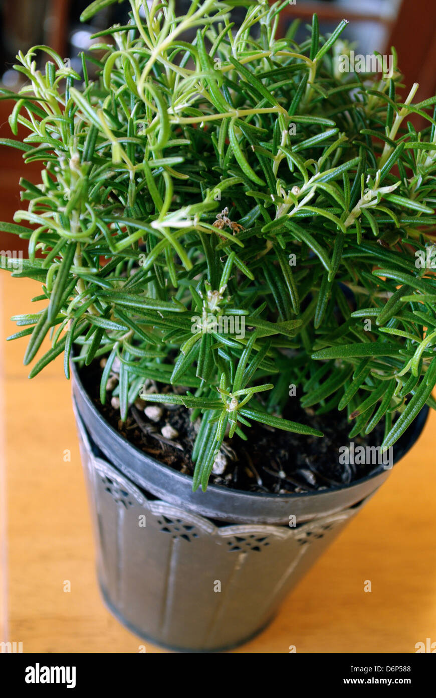 Herbs in a plant pot hires stock photography and images Alamy